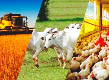 AGROPECUÁRIA